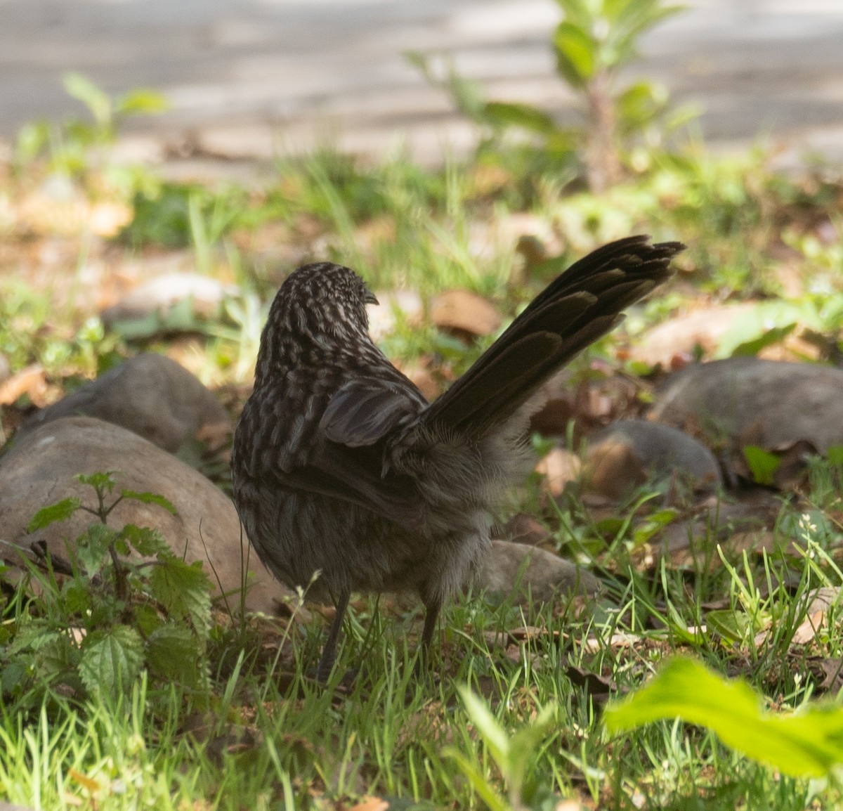 Büyük Babaks - ML644965030