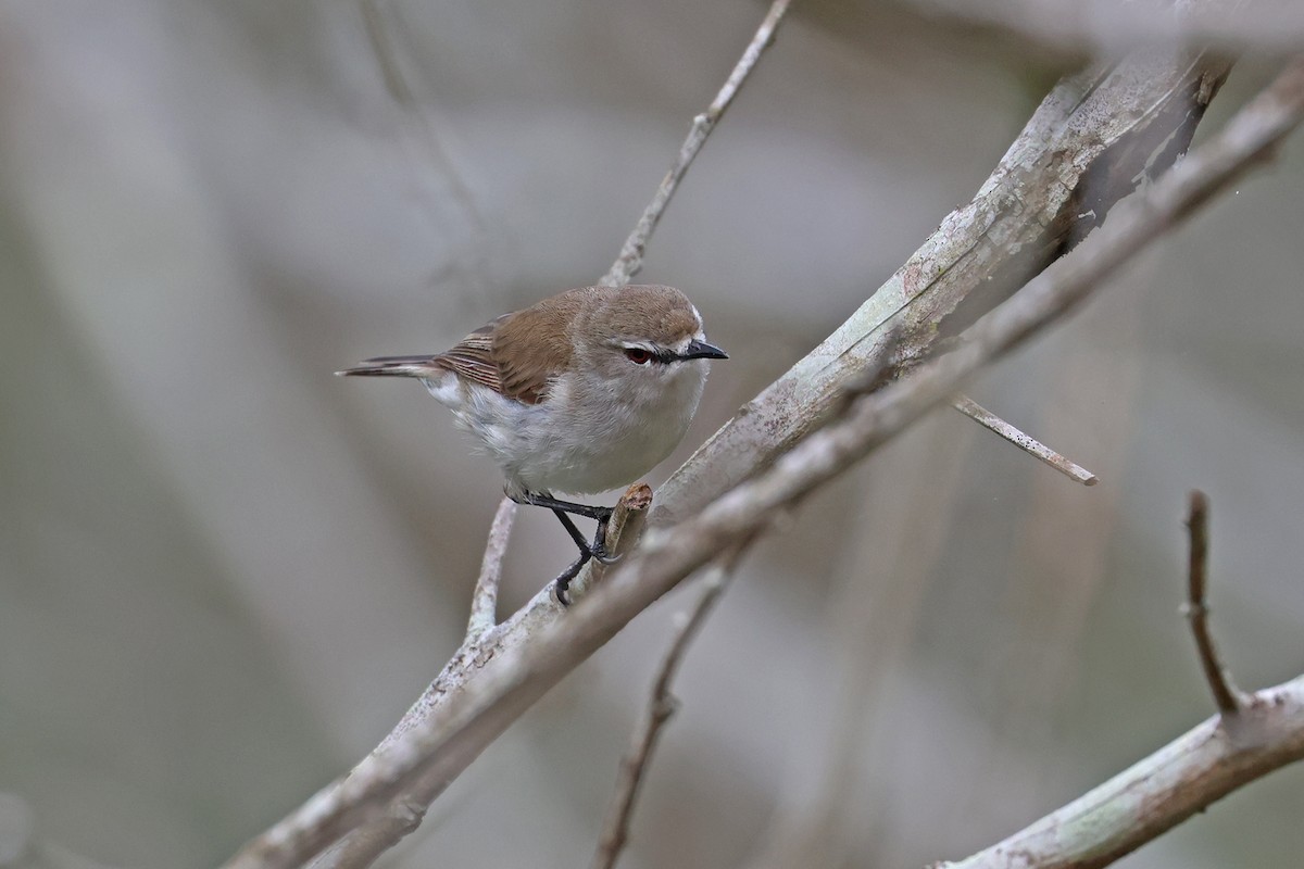 Mangrov Gerigonu - ML644965031