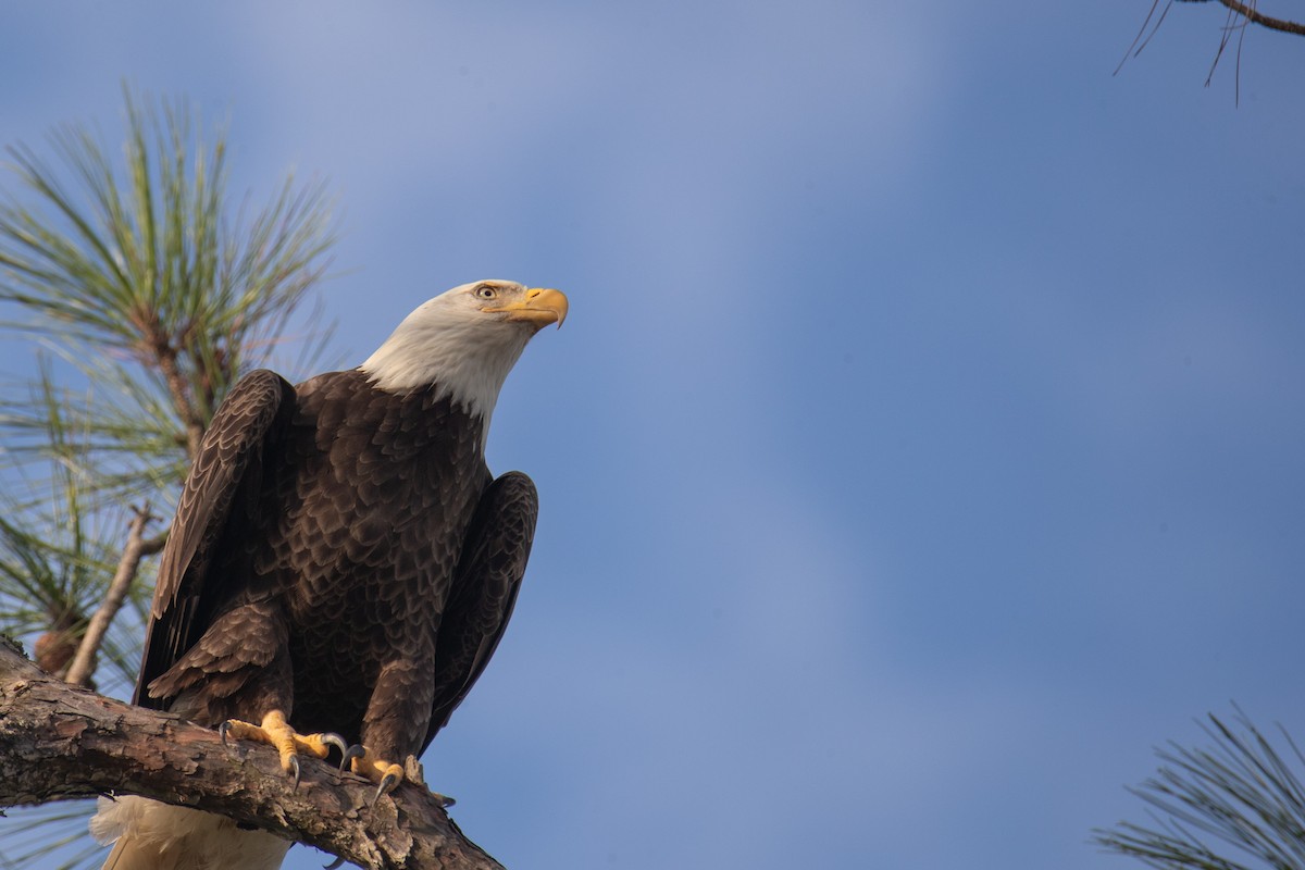 Ak Başlı Kartal - ML644965032