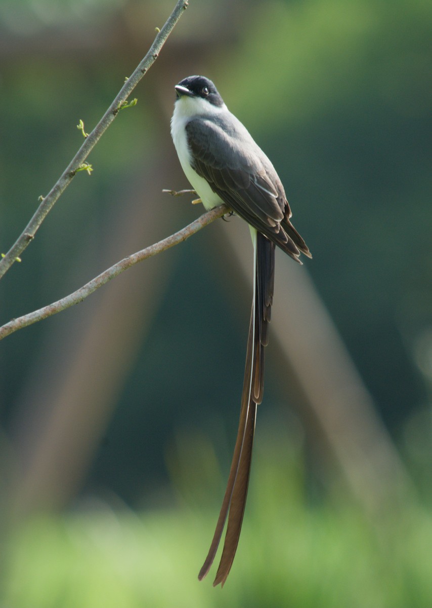 Savan Tiranı - ML644965033