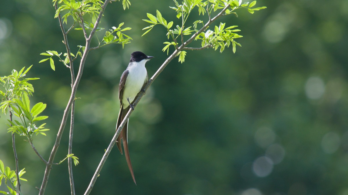 Savan Tiranı - ML644965034