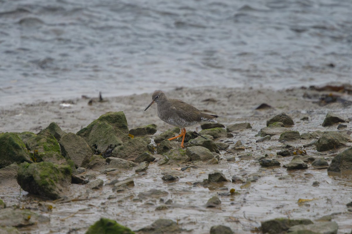 Kızılbacak - ML644965035