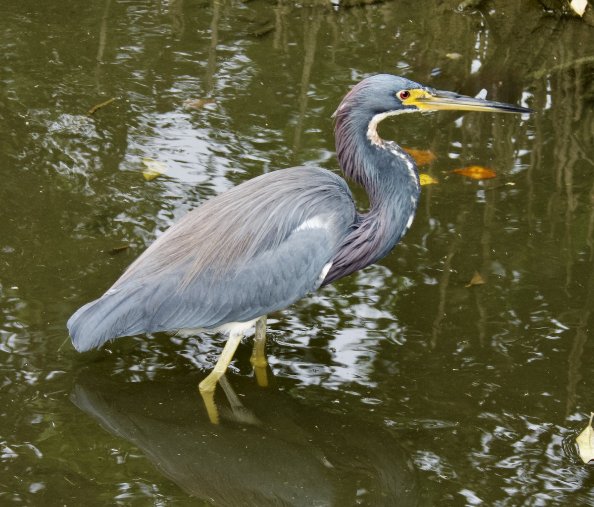 Üç Renkli Balıkçıl - ML644965036