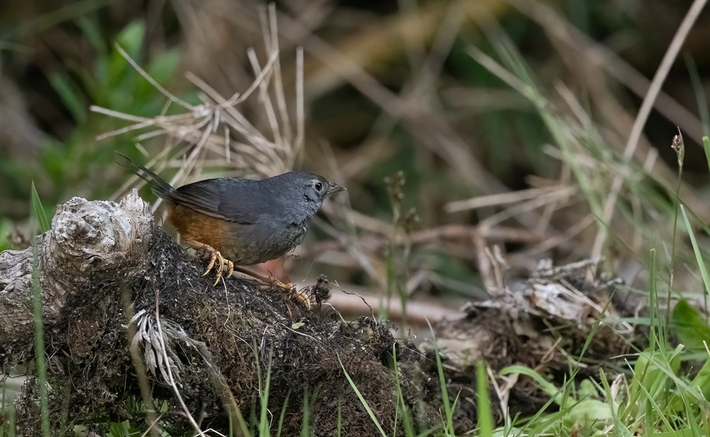 Büyük Tapakola - ML644965037