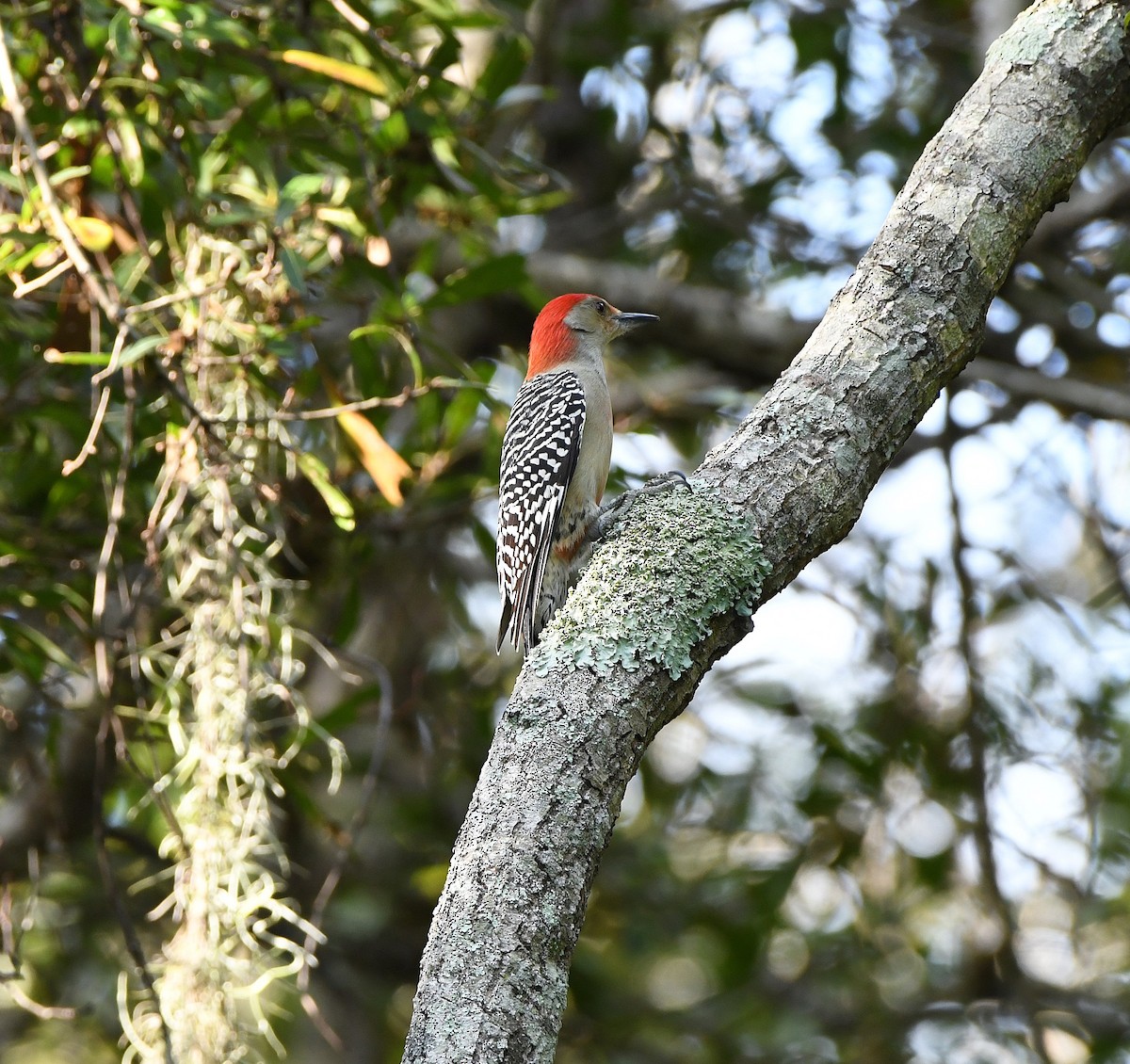 Kızılca Karınlı Ağaçkakan - ML644965038