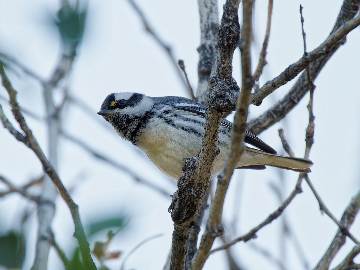 Kara Şeritli Ötleğen - ML644965039