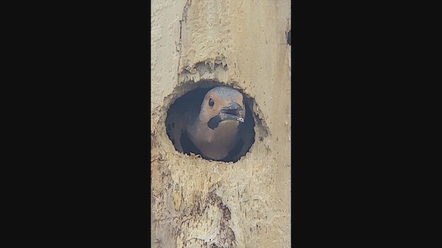 Altın Ağaçkakan - ML644965040