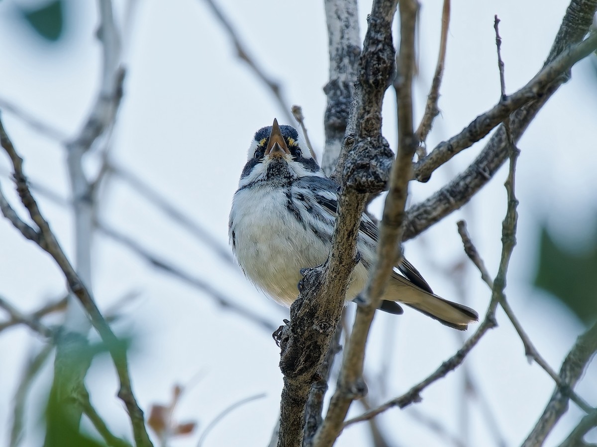 Kara Şeritli Ötleğen - ML644965041