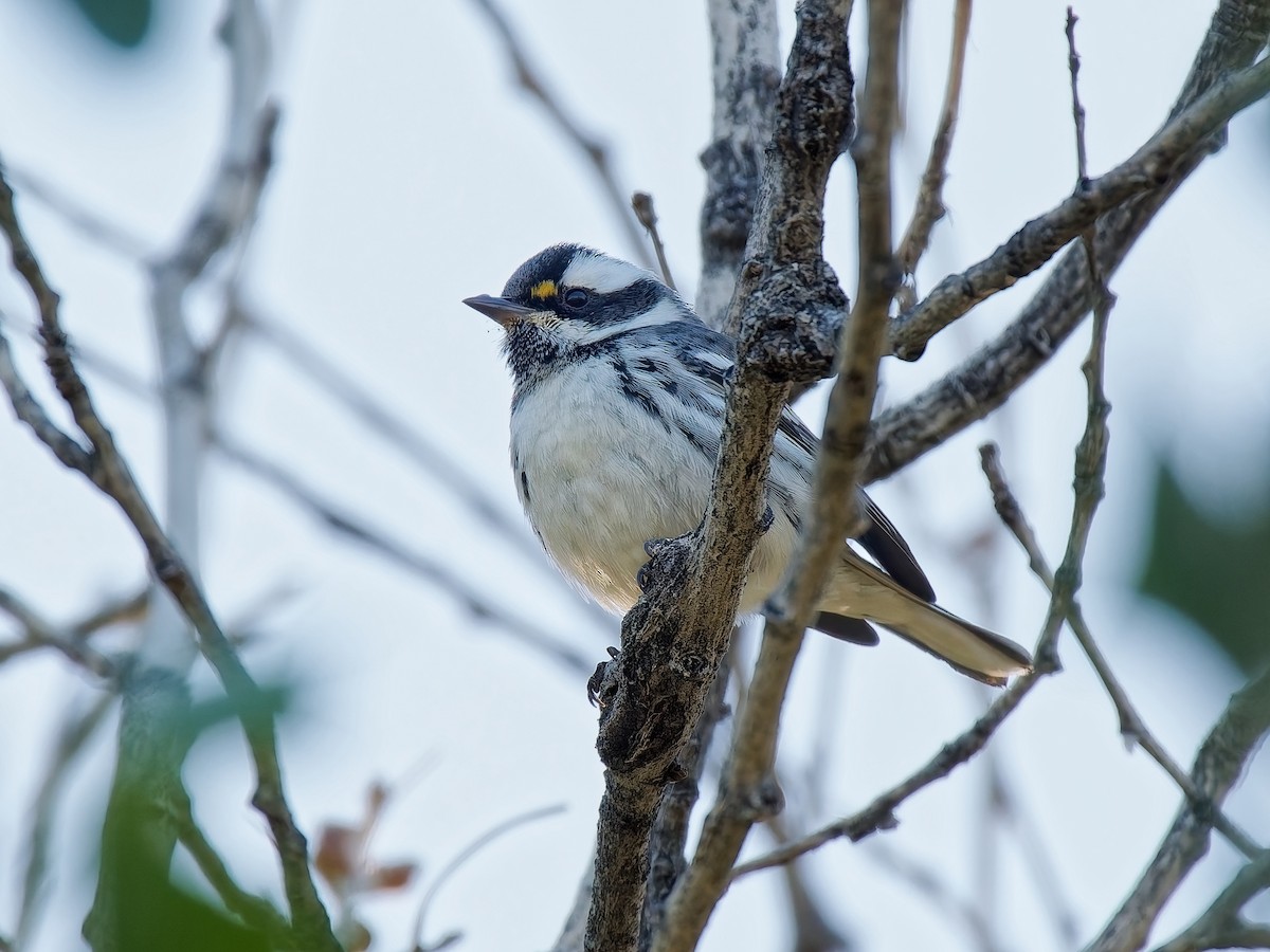 Kara Şeritli Ötleğen - ML644965042