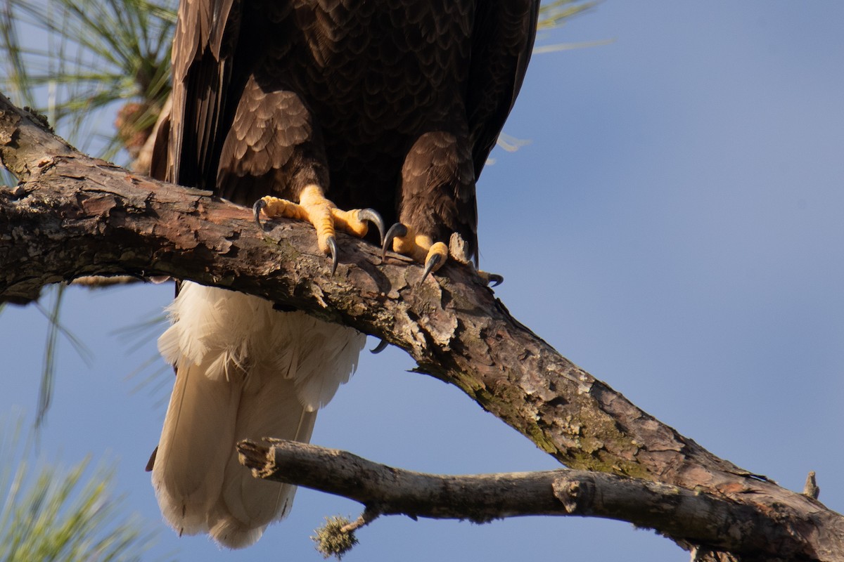 Ak Başlı Kartal - ML644965043