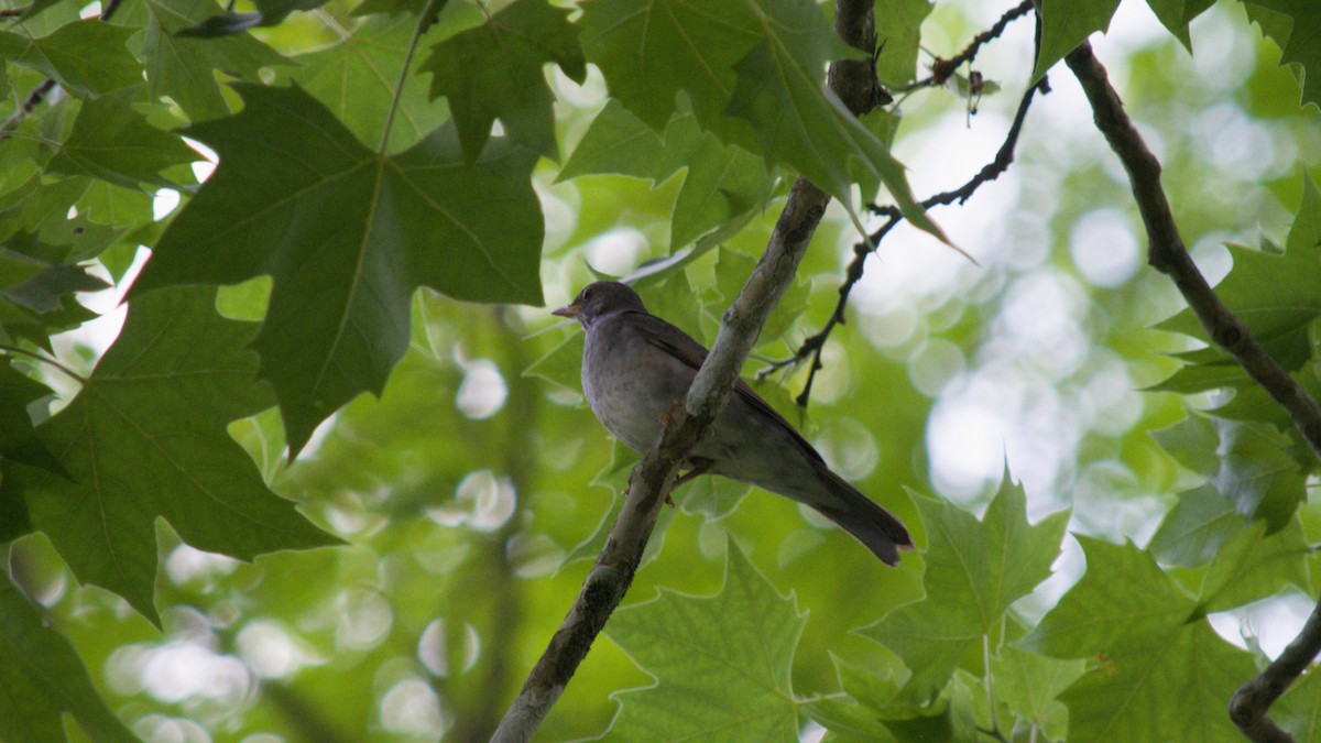 Kurşuni Ardıç - ML644965044