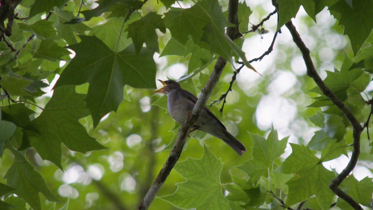 Kurşuni Ardıç - ML644965045