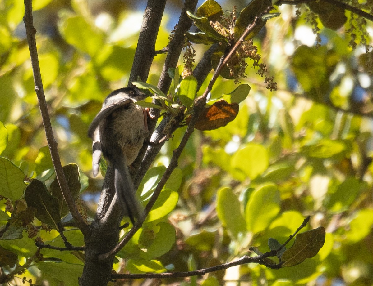 Kızıl Alınlı Uzunkuyruk - ML644965046