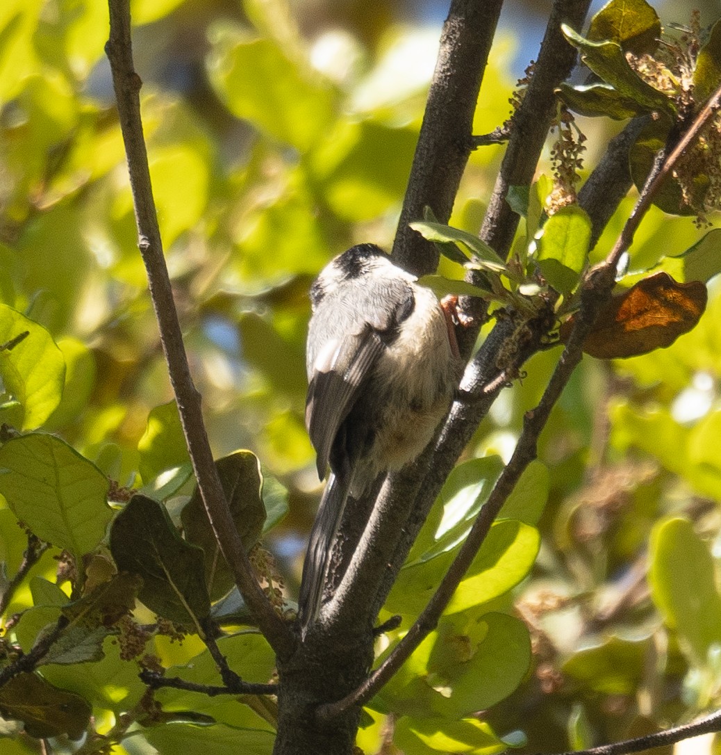 Kızıl Alınlı Uzunkuyruk - ML644965047