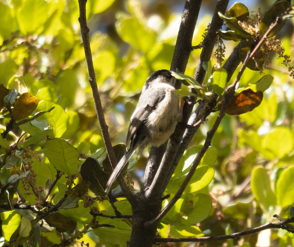 Kızıl Alınlı Uzunkuyruk - ML644965048