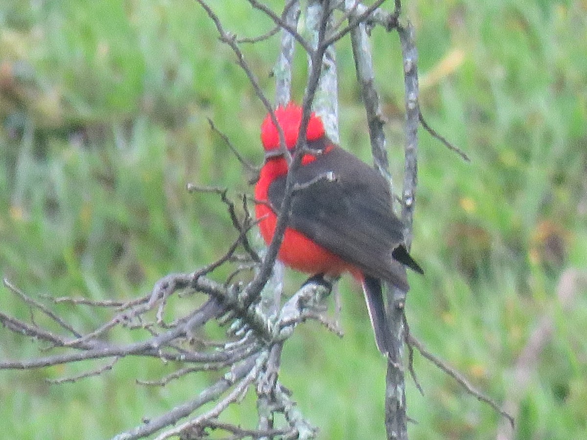 Ateş Renkli Sinekkapan - ML644965050