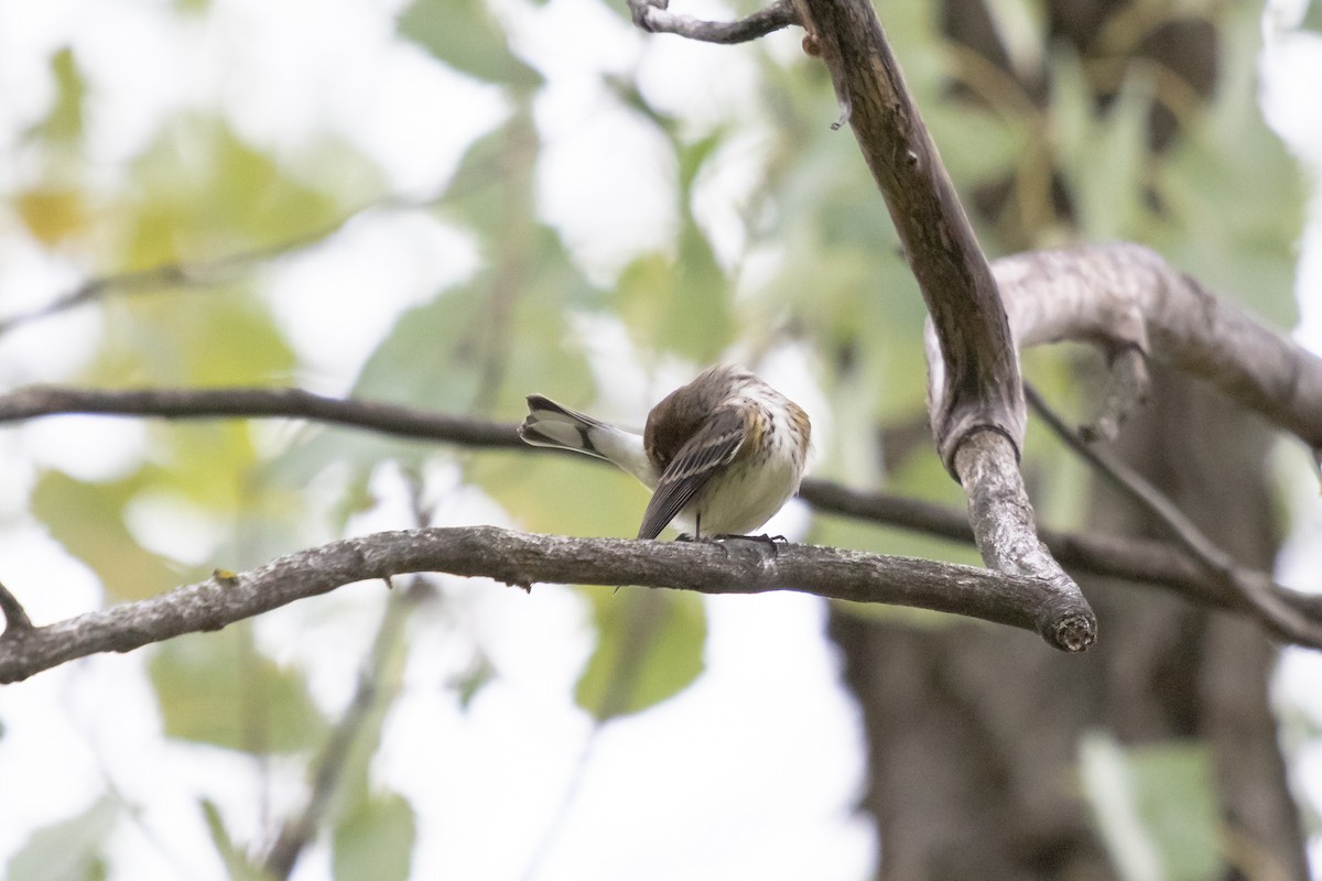 Taçlı Ötleğen - ML644965051