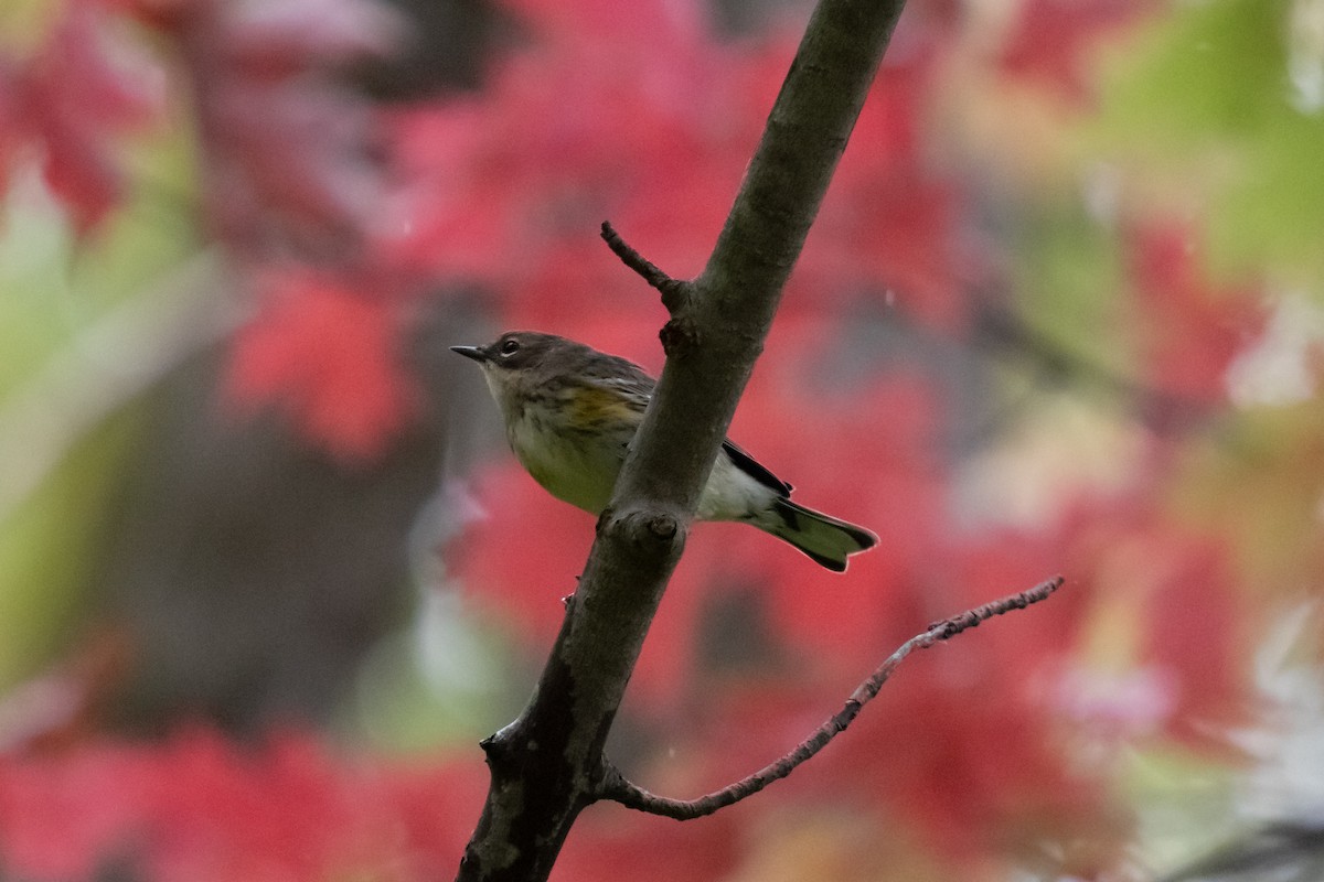 Taçlı Ötleğen - ML644965052