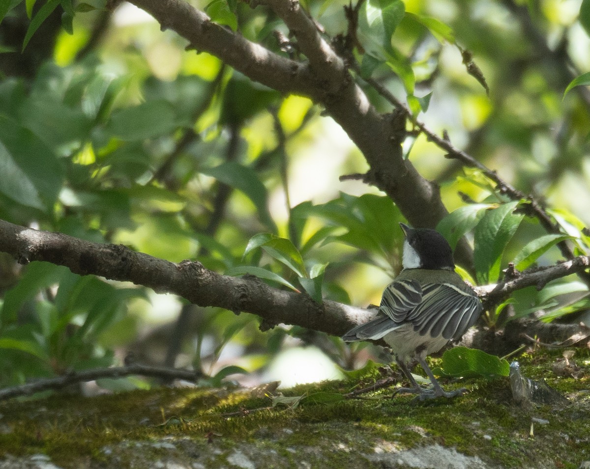Akça Büyük Baştankara - ML644965054