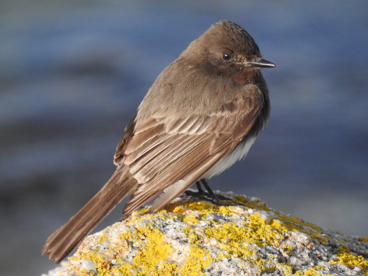 Kara Fibi - ML644965056