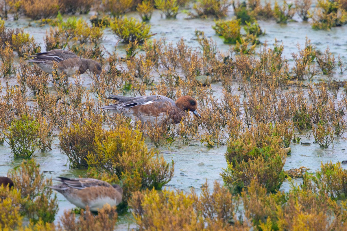 Çamurcun - ML644965057