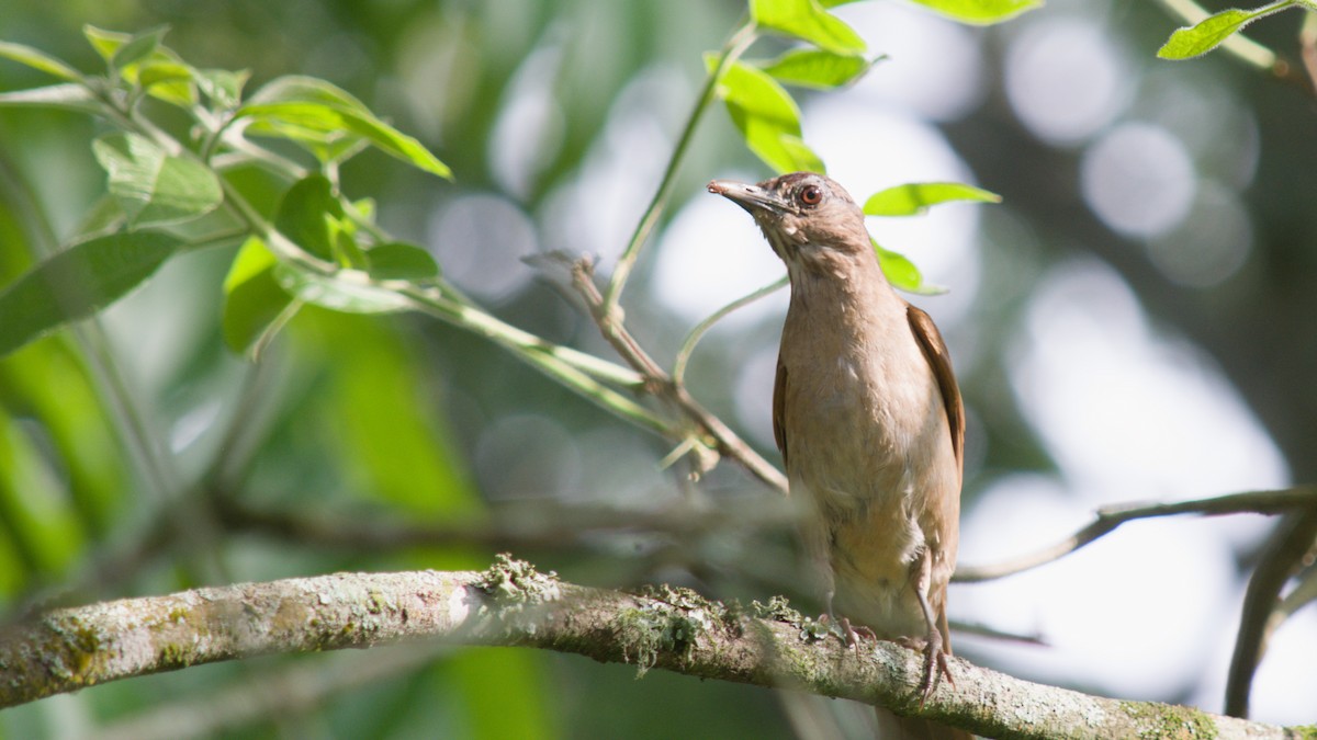 Soluk Göğüslü Ardıç - ML644965058