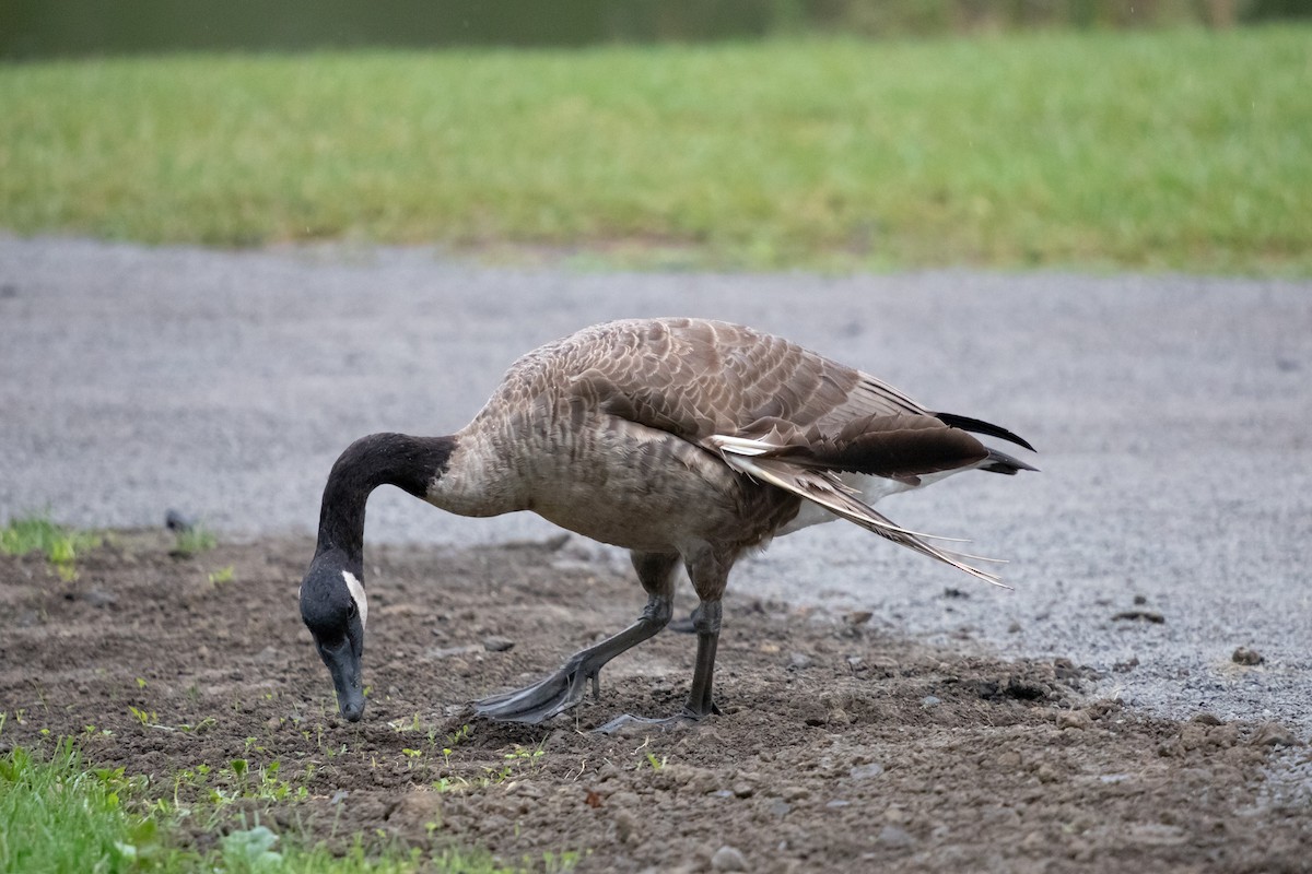 Kanada Kazı - ML644965060