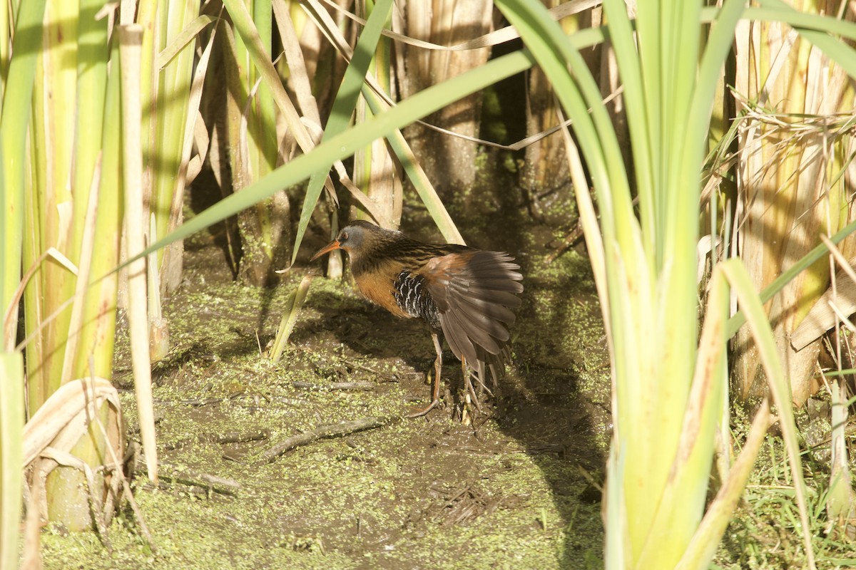 Virjinya Sukılavuzu - ML644965061