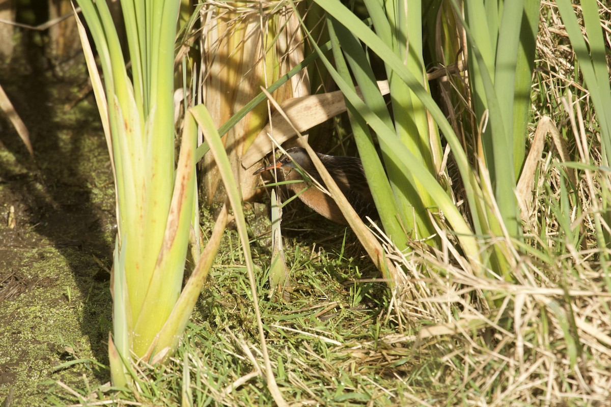 Пастушок віргінський - ML644965063