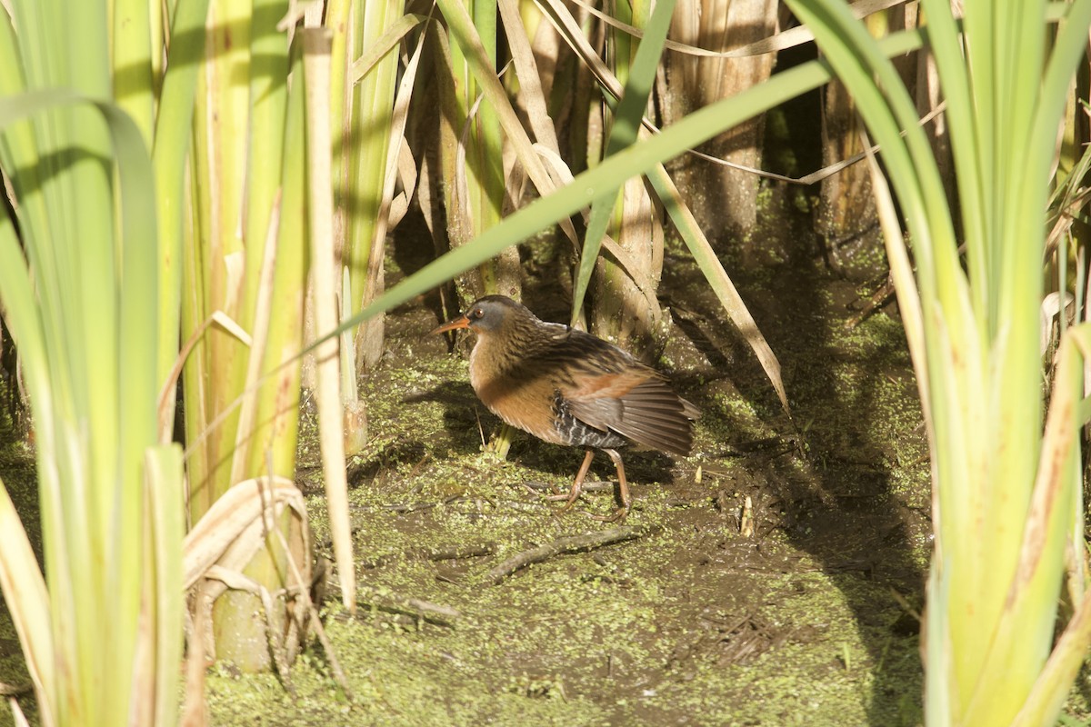 Пастушок віргінський - ML644965066