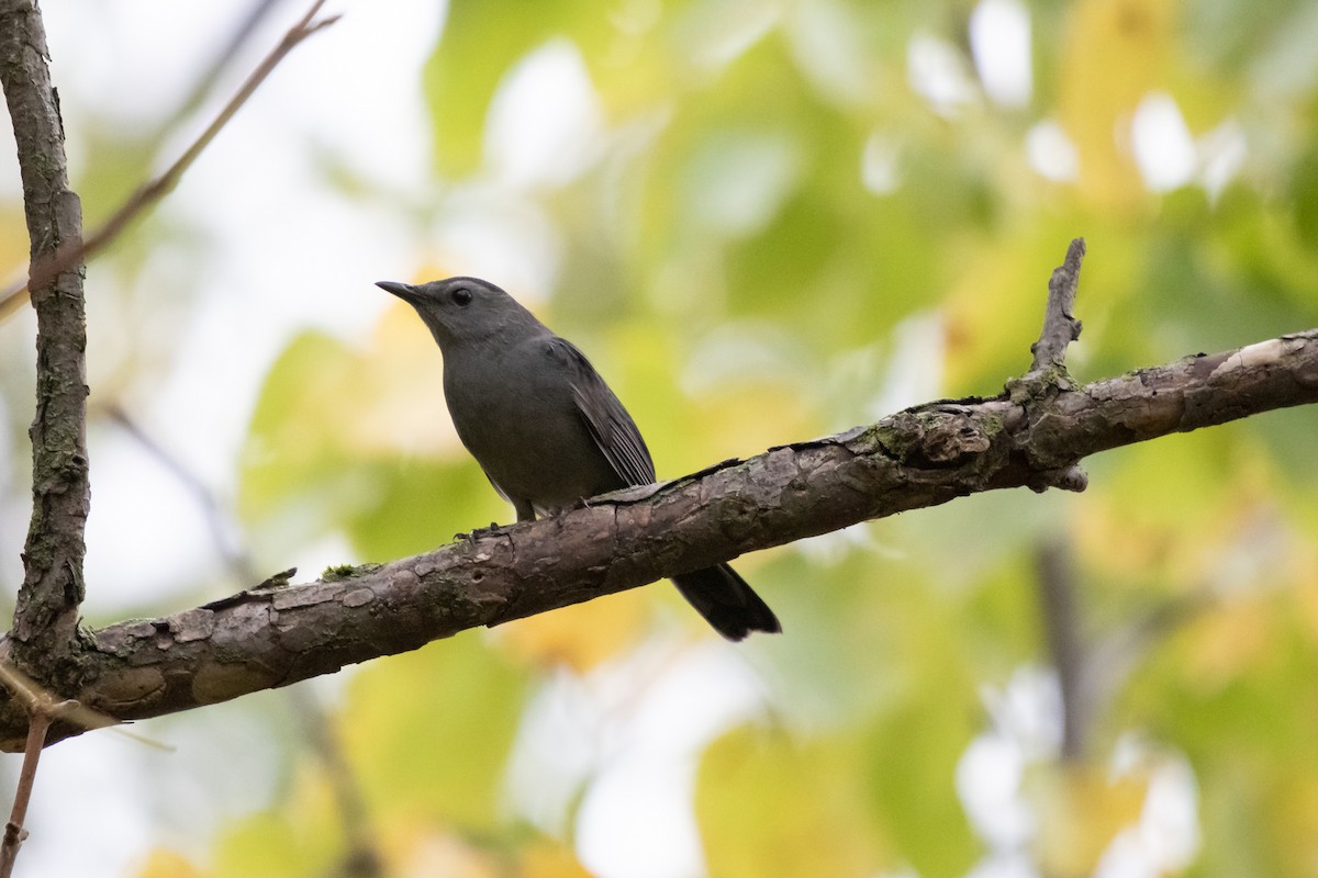 Gray Catbird - ML644965077