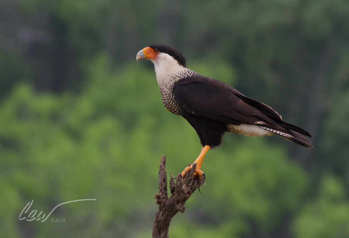 Crested Caracara (Northern) - ML644965078