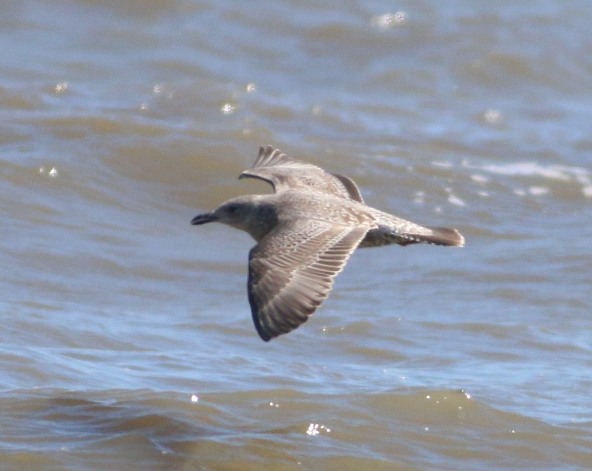 Larinae sp. - ML644965081