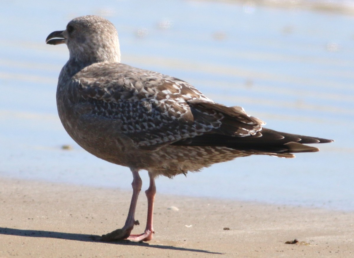 Larinae sp. - ML644965082