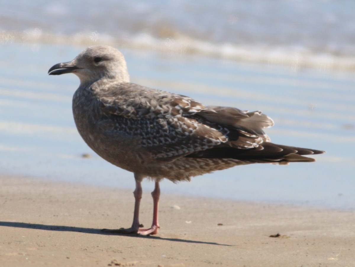 Larinae sp. - ML644965083