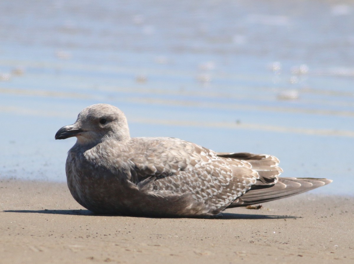 Larinae sp. - ML644965084