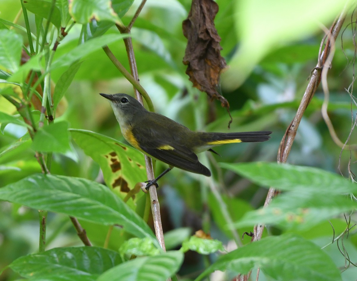 Горихвостковая древесница - ML644965088