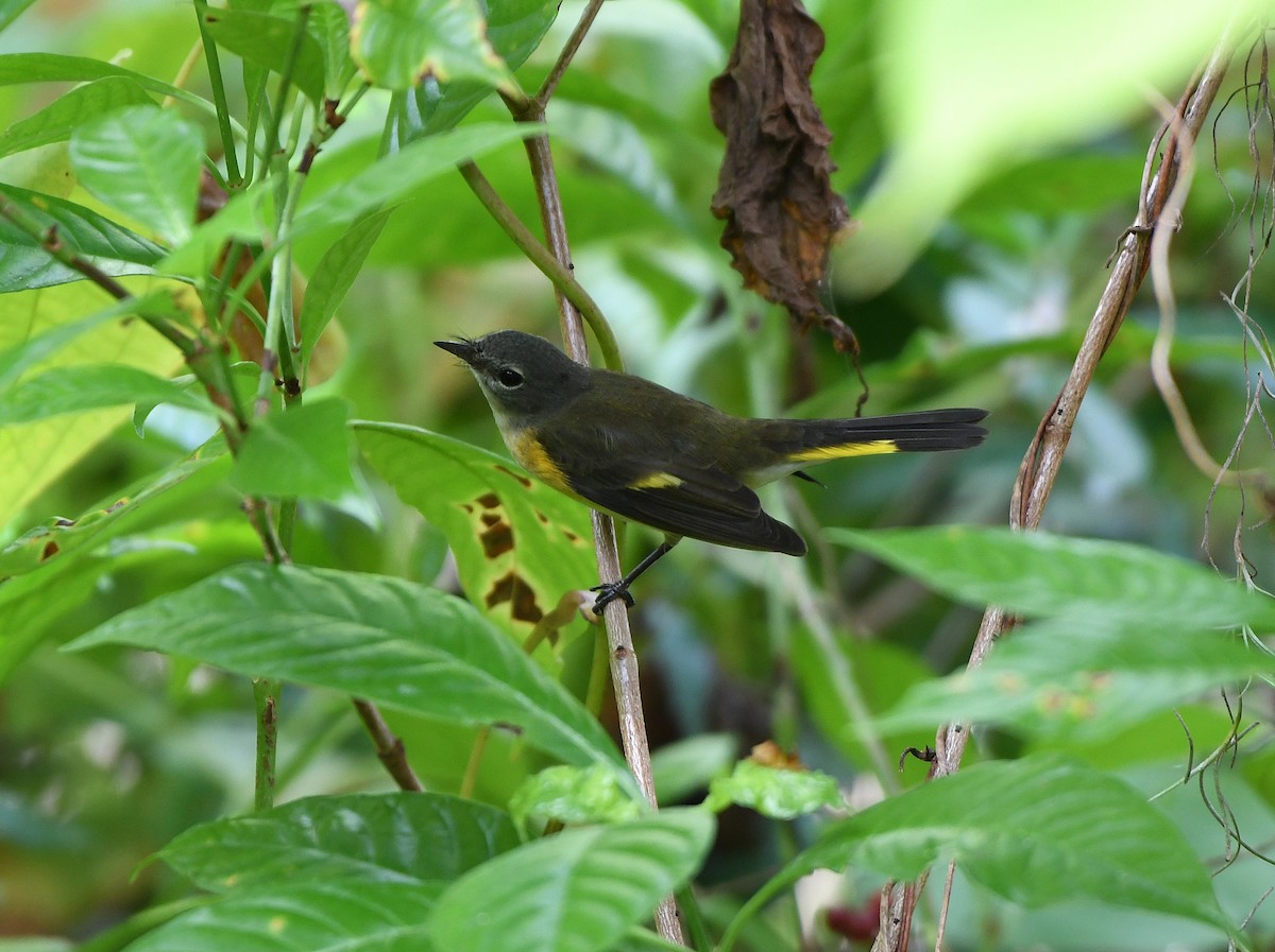 Горихвостковая древесница - ML644965096