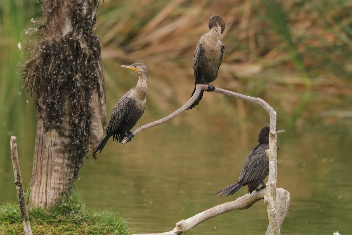 Neotropic Cormorant - ML644965100