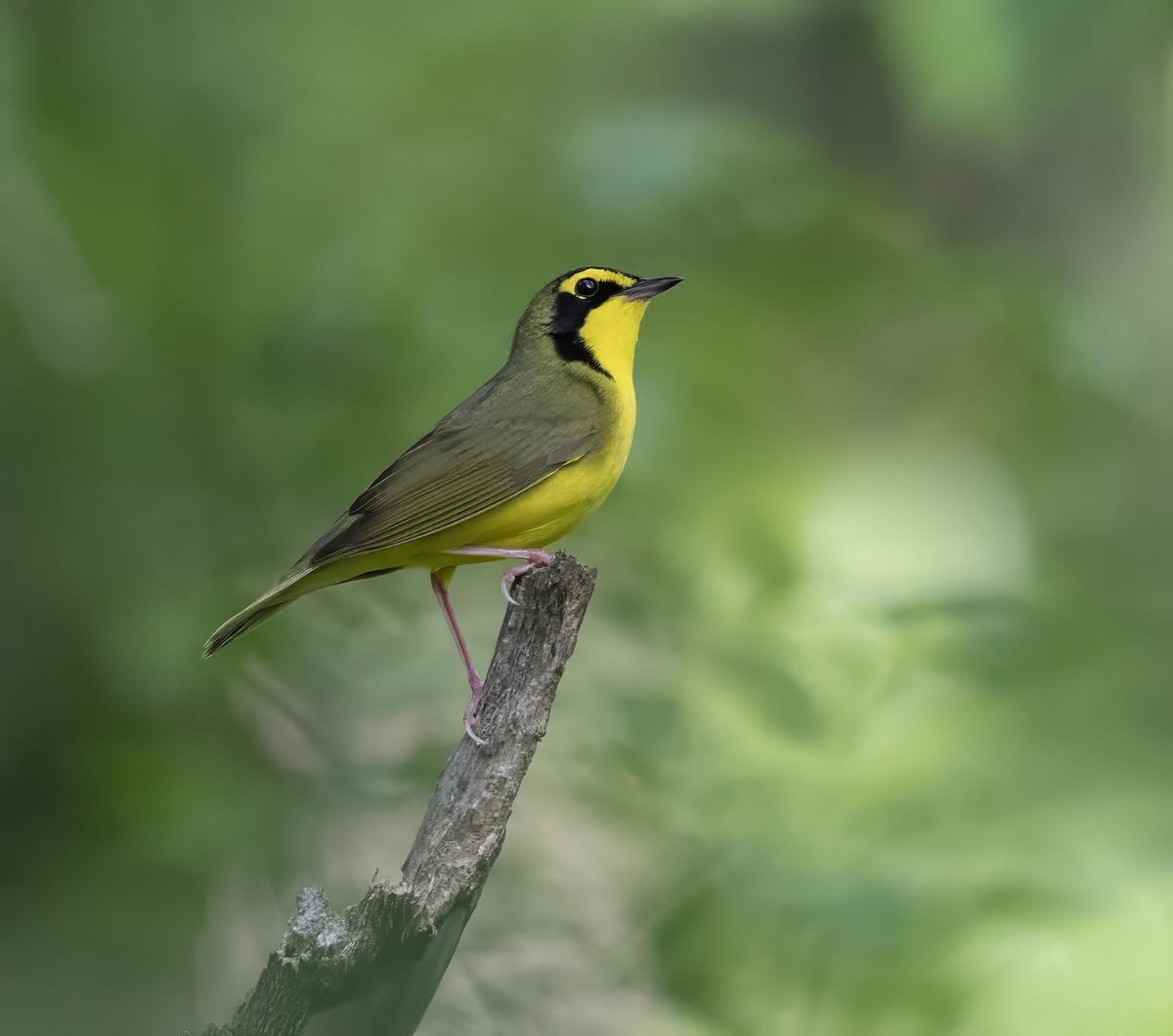 kentuckyparula - ML644965110