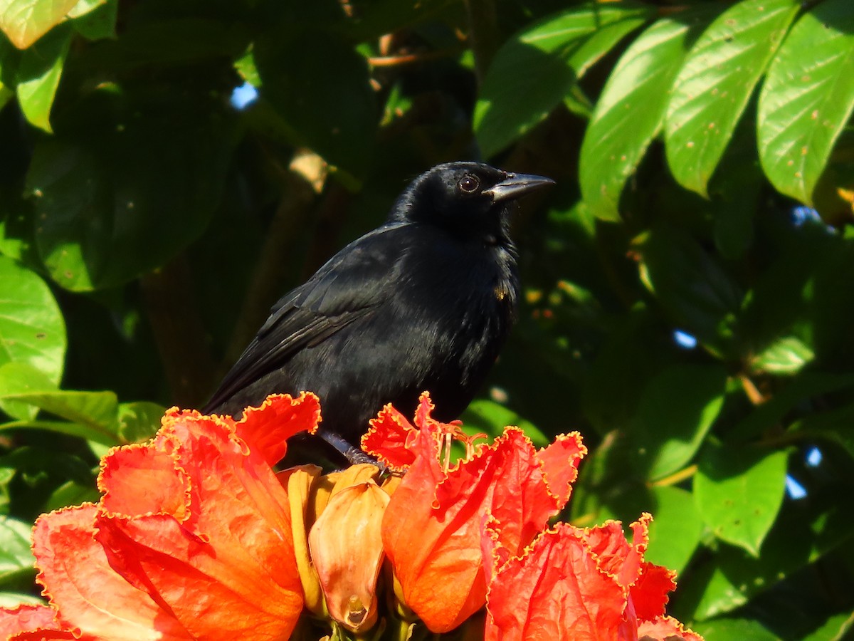 Melodious Blackbird - ML644965143