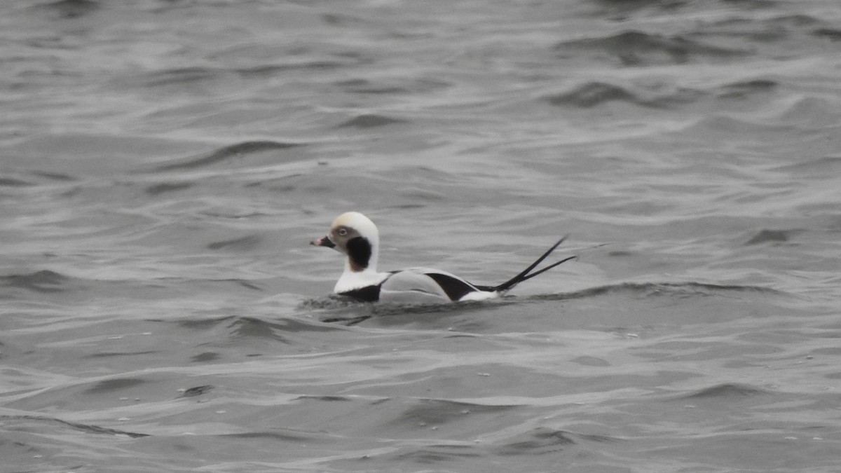 Long-tailed Duck - ML644965148