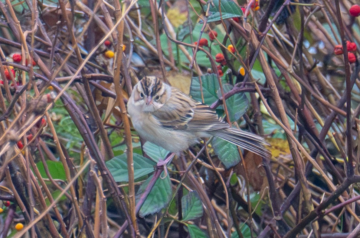 Clay-colored Sparrow - ML644965151