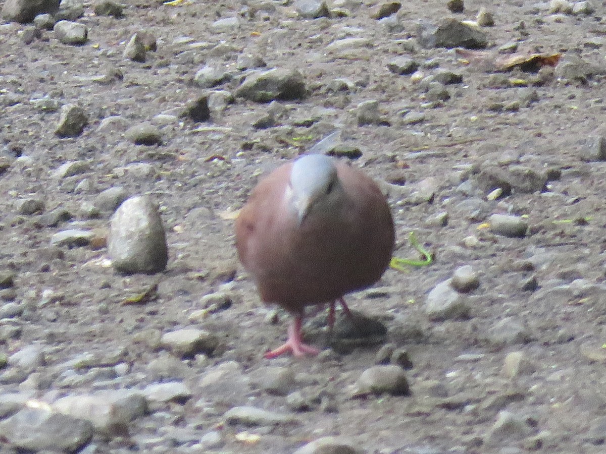 Ruddy Ground Dove - ML644965178