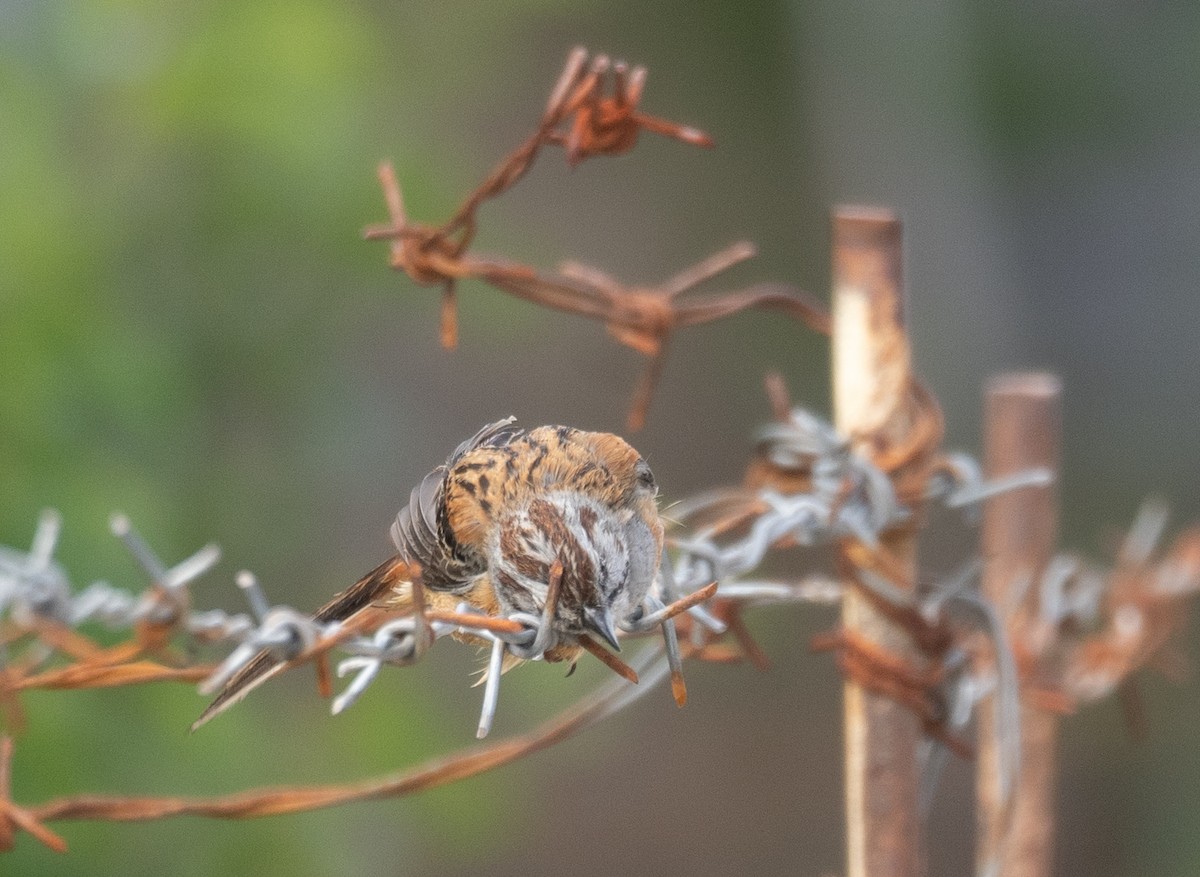 Godlewski's Bunting - ML644965184