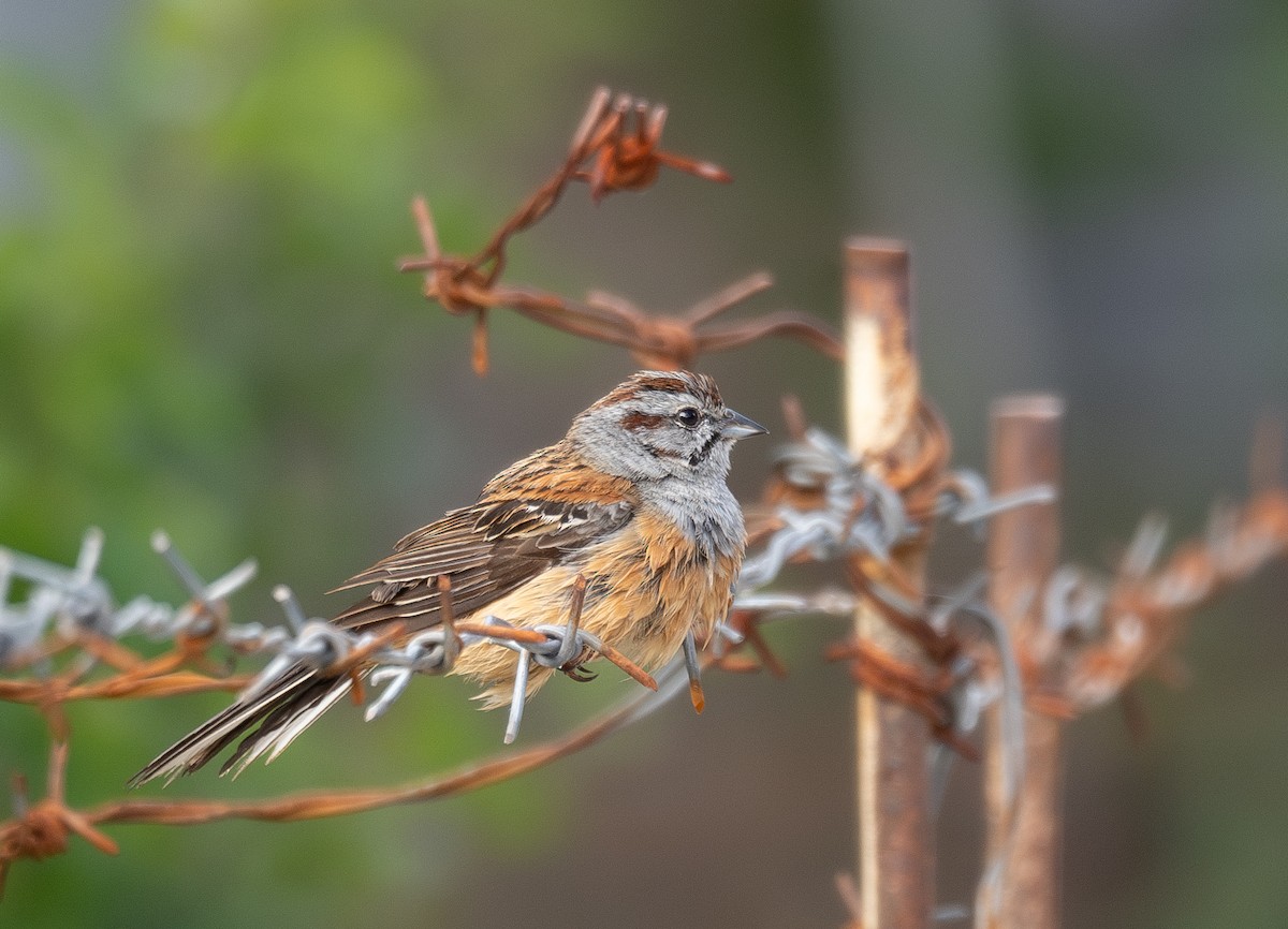 Godlewski's Bunting - ML644965185