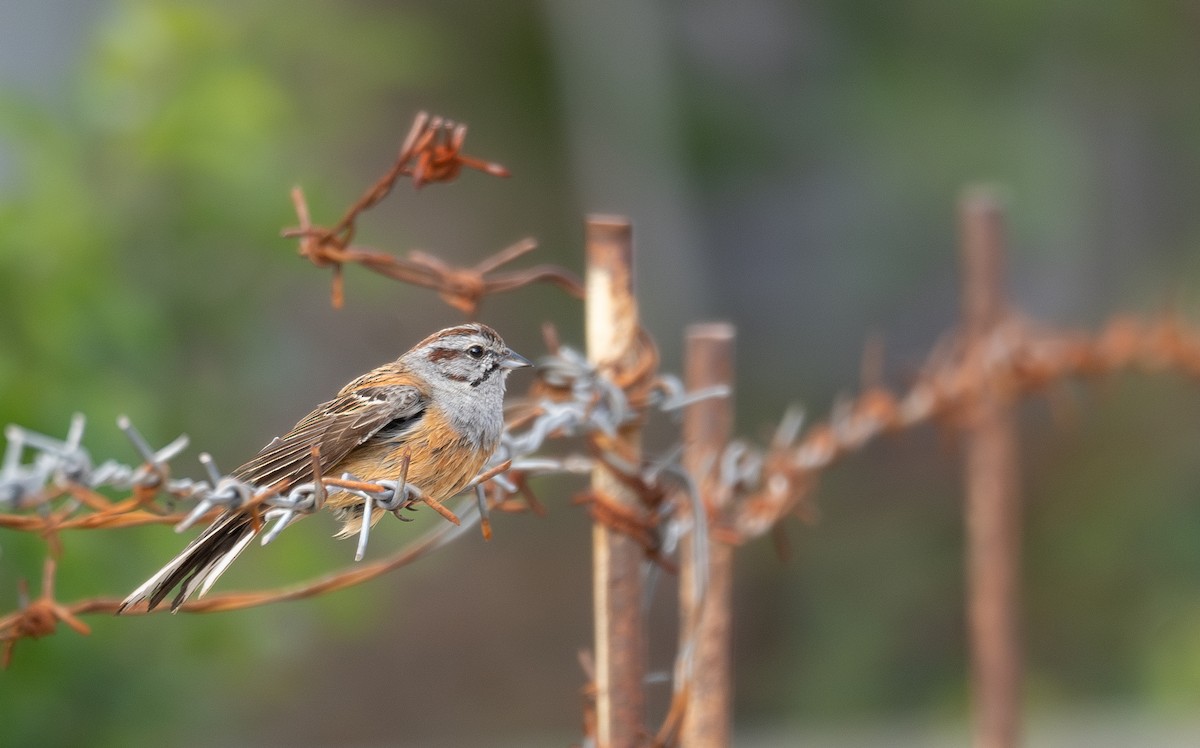 Godlewski's Bunting - ML644965187