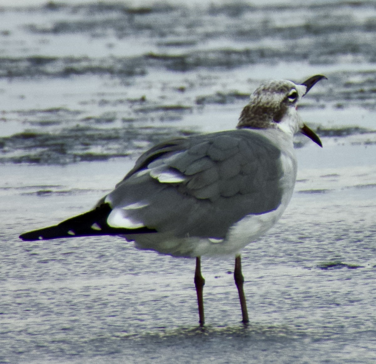 Laughing Gull - ML644965194