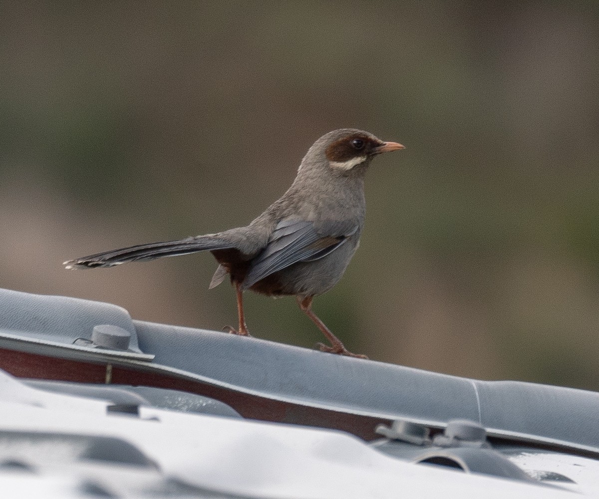 Prince Henry's Laughingthrush - ML644965195