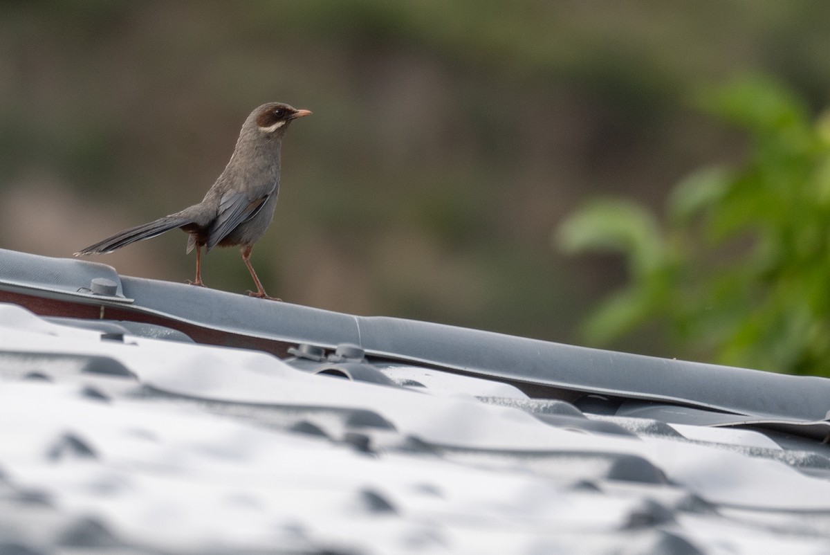 Prince Henry's Laughingthrush - ML644965196